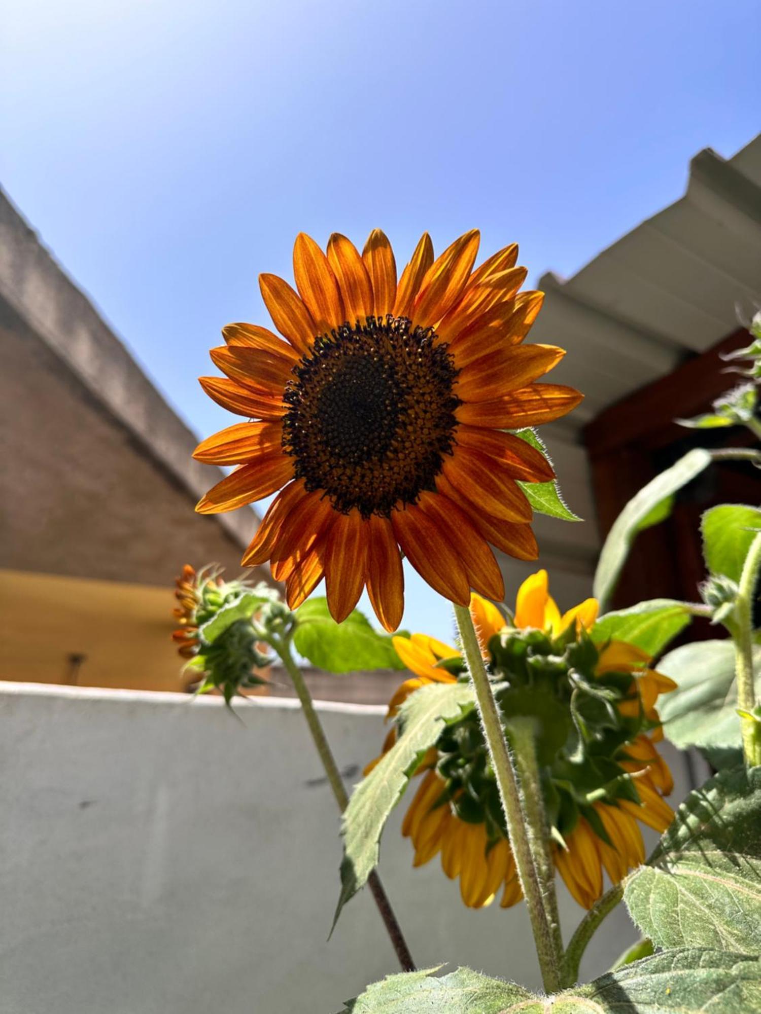 Sa Domu De Cri Villa Giba Buitenkant foto