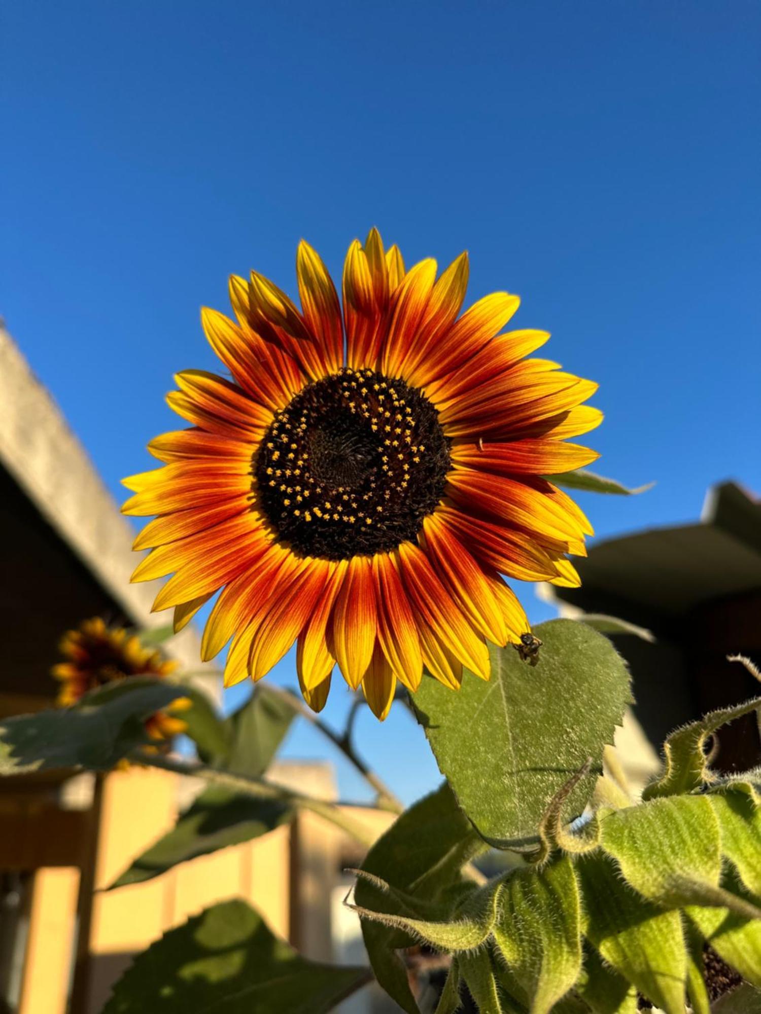 Sa Domu De Cri Villa Giba Buitenkant foto